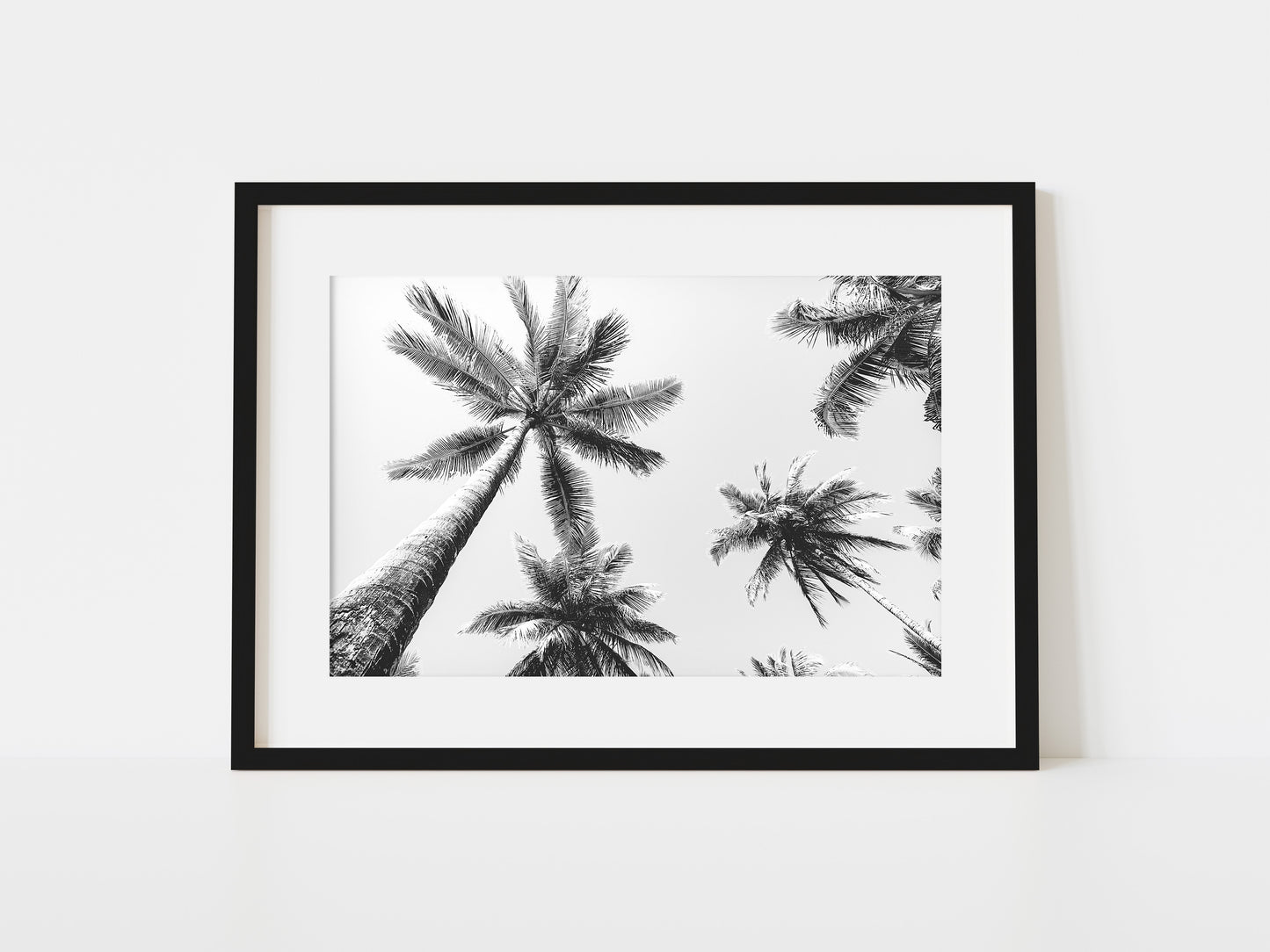 Palms