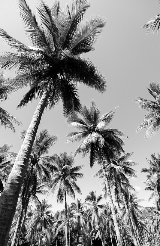 Palm Forest