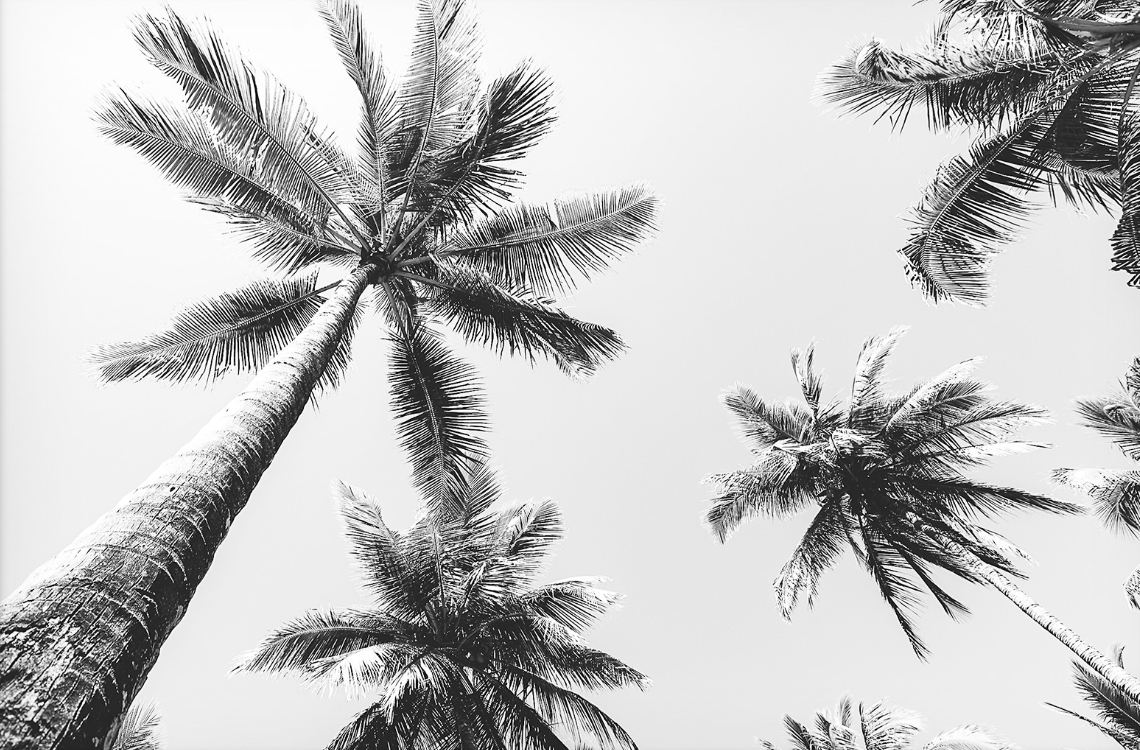 Palms